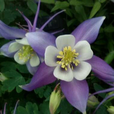Columbine