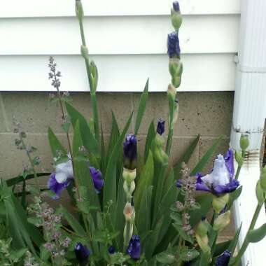 Bearded Iris 'Clarence' (Tall)