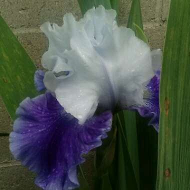 Bearded Iris 'Clarence' (Tall)