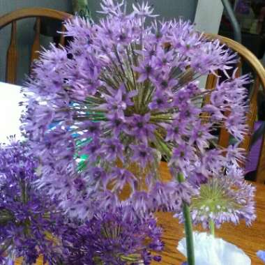 Allium