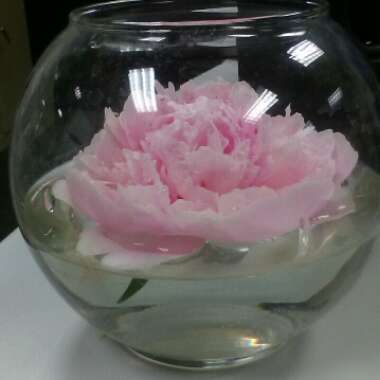 Peony