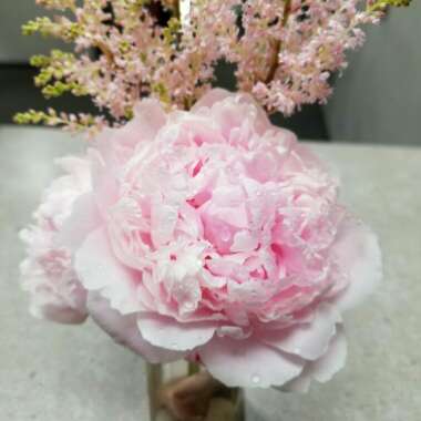 Peony