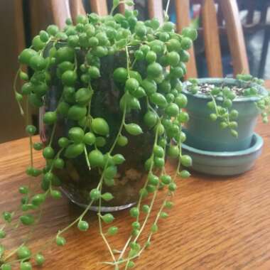 String of Pearls