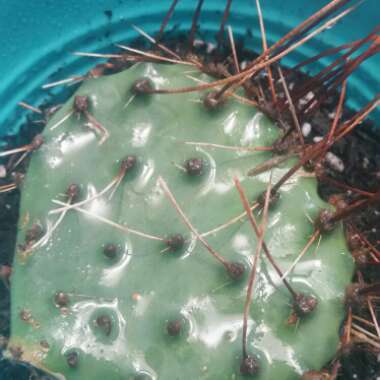 Prickly Pear Mesa Sky