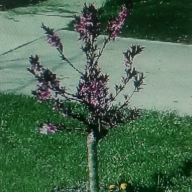 plant image 624951
