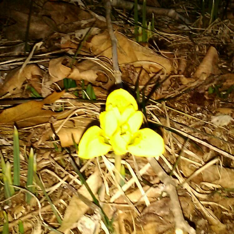 plant image 638701