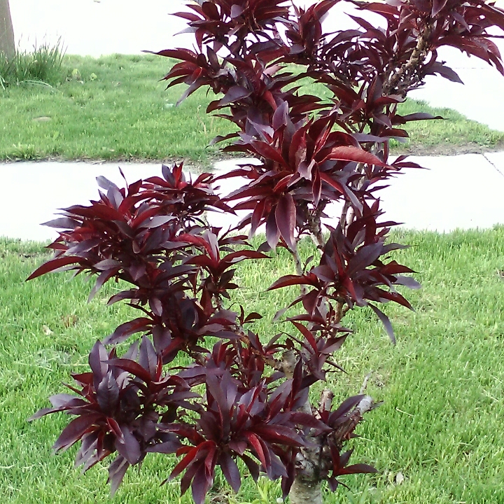 plant image 702556