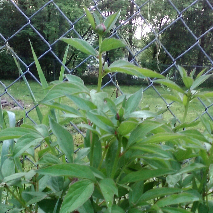 plant image 708755 plant image 708755