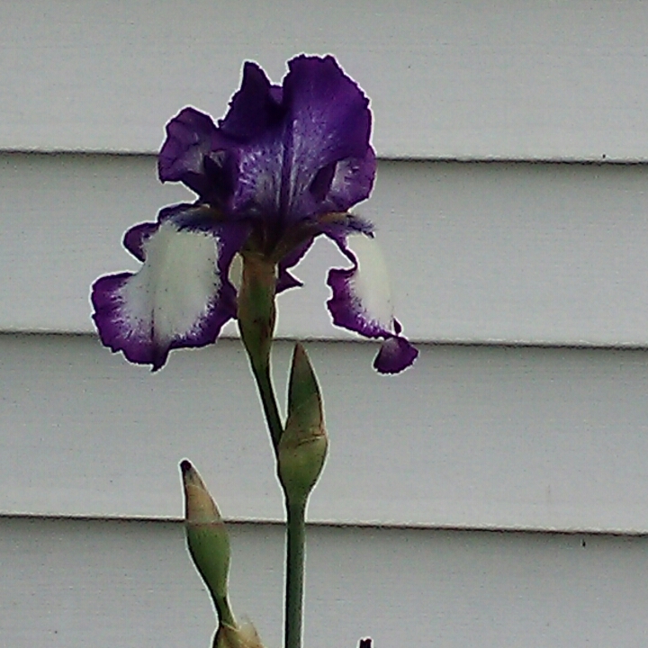 Plant image Iris x germanica 'Stepping Out'