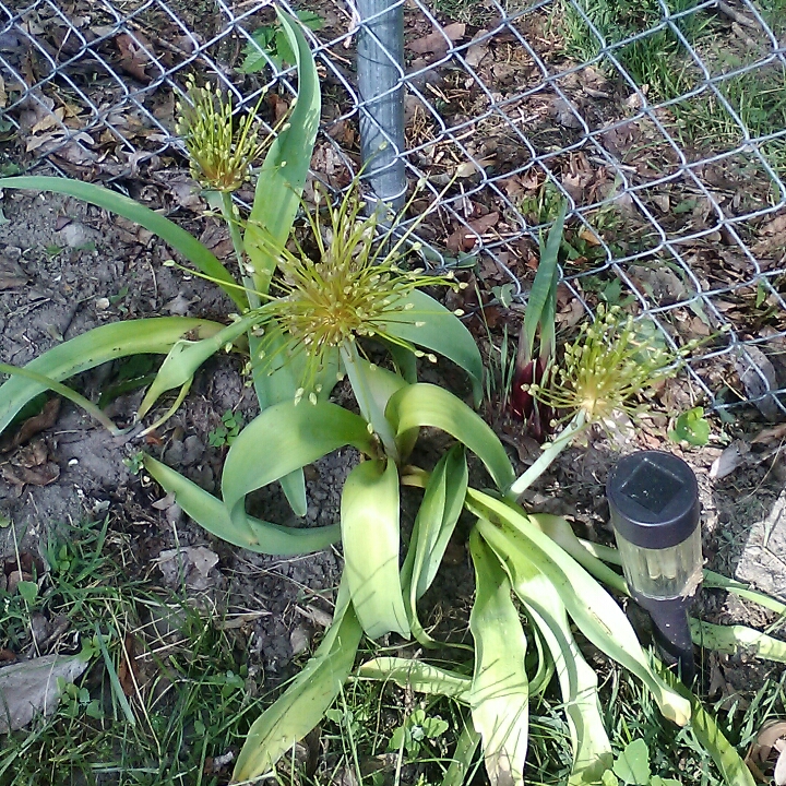 plant image 722128