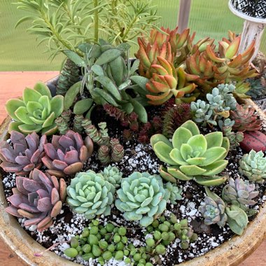 Angie's garden