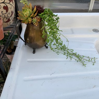 Angie's garden
