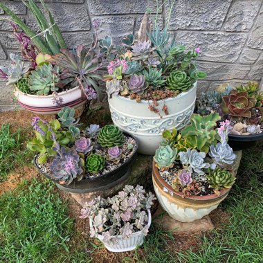 Angie's garden