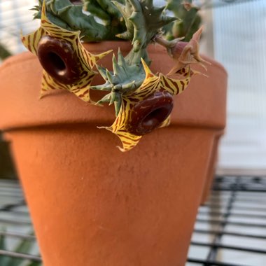 Little Owl Eyes, Lifesaver Plant