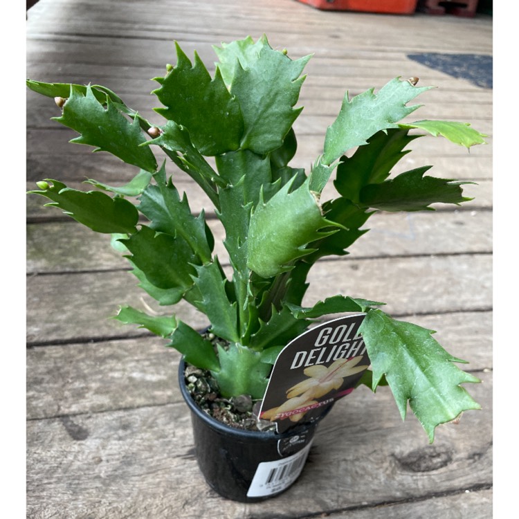 Plant image Schlumbergera truncata Gold Delight