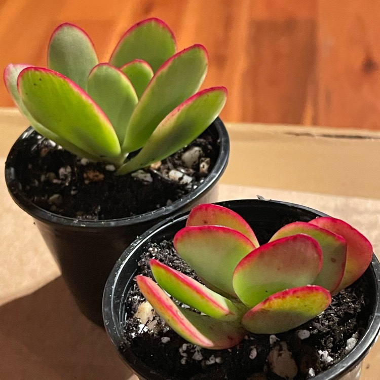 plant image 1585475