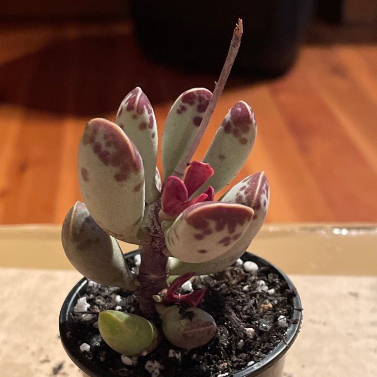 Plant image Adromischus Triflorus 
