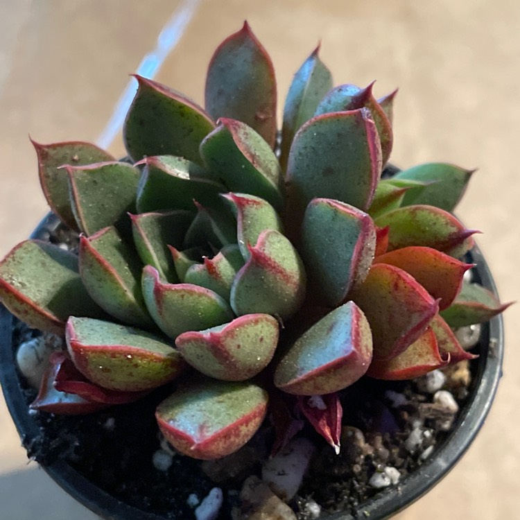 Plant image Echeveria Cat's Eye 