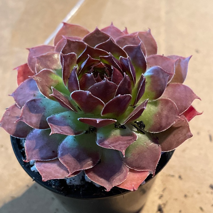 Plant image Sempervivum Granby
