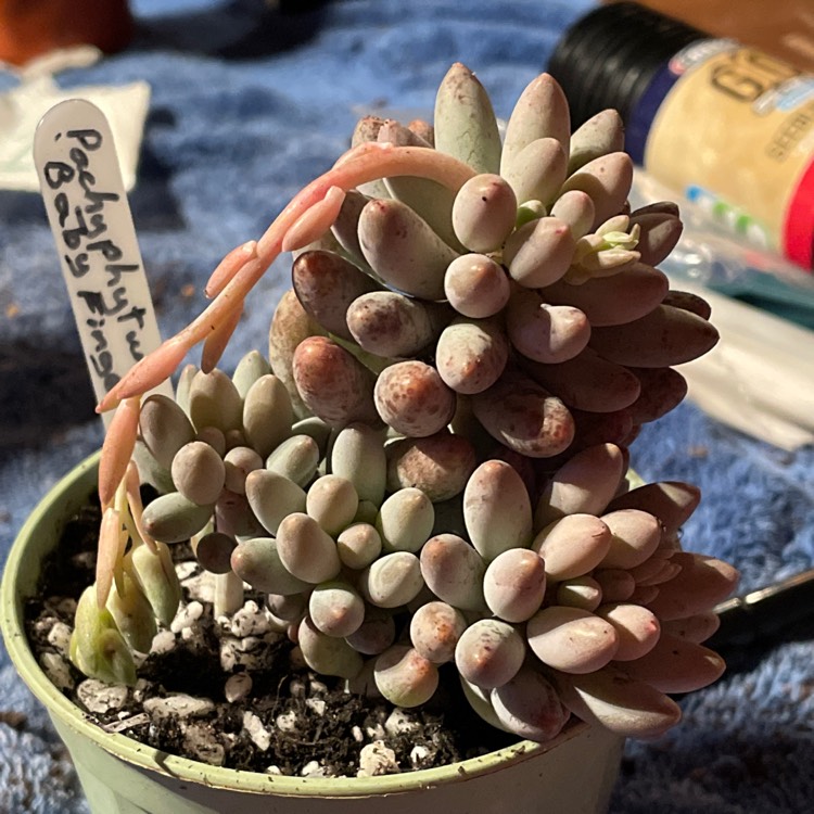 plant image 1589981