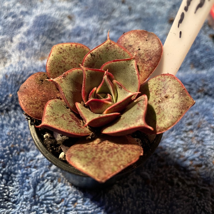 plant image 1589983