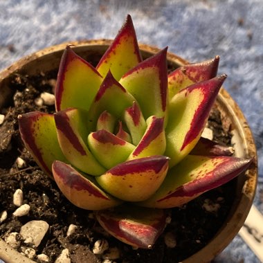 Echeveria 'Agavoides Ebony'
