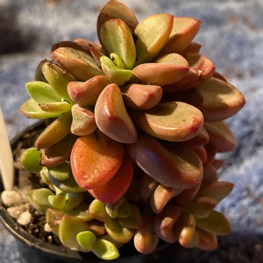 Echeveria 'Manaudes'
