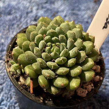 Angie01's plant
