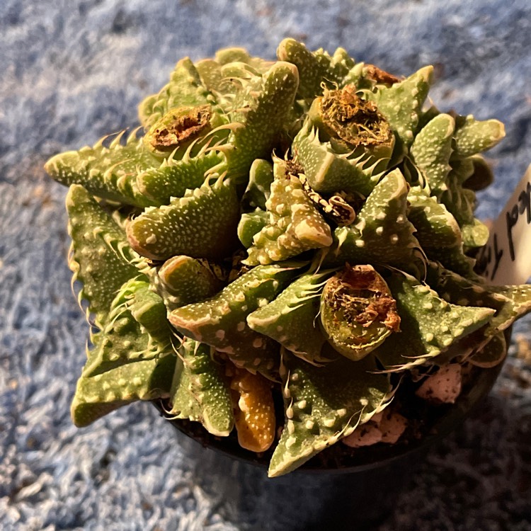 plant image 1589994
