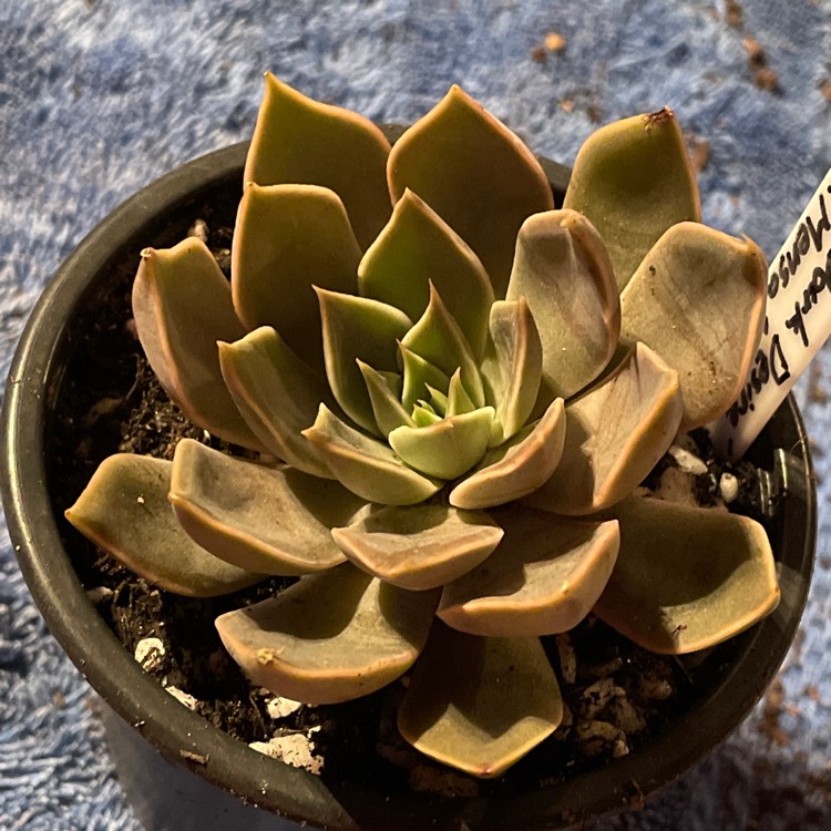Plant image Echeveria Mensa