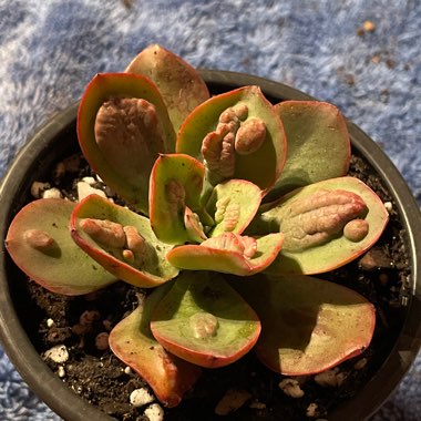 Echeveria 'Baron Bold'
