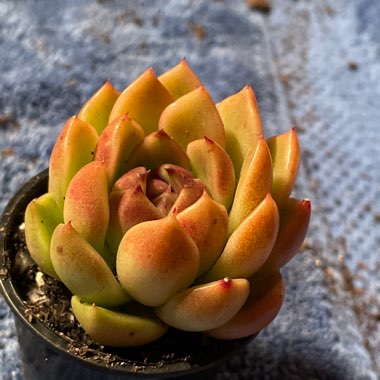 Angela's garden