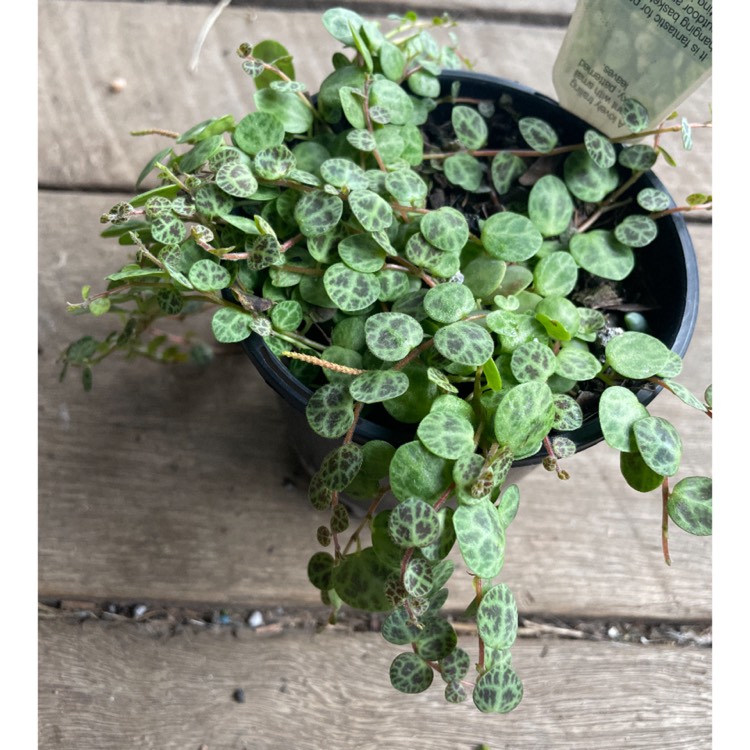 plant image 1590775