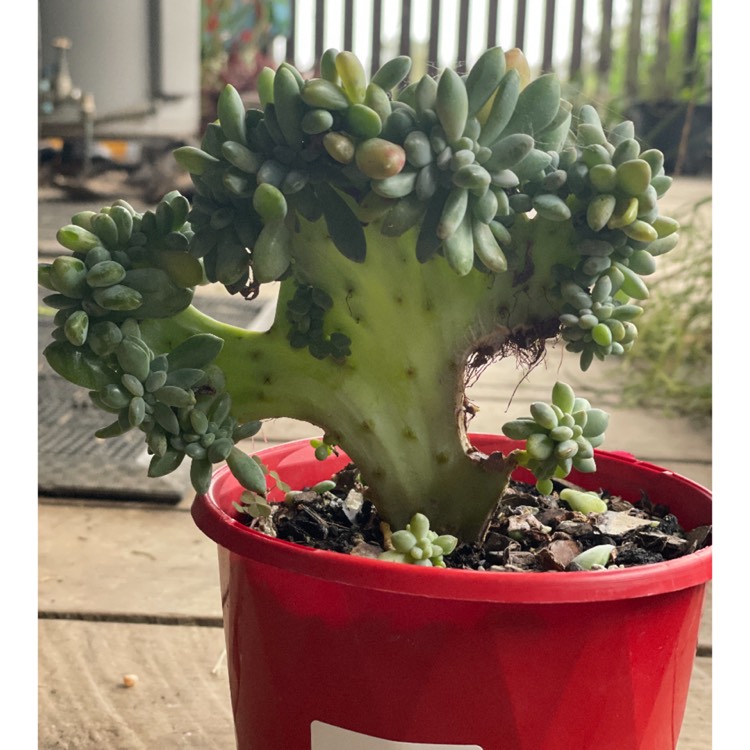 plant image 1590778