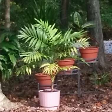Angie's garden
