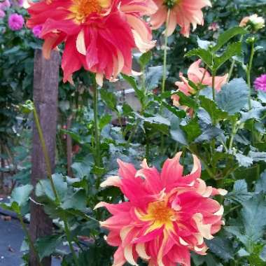 Angie's garden