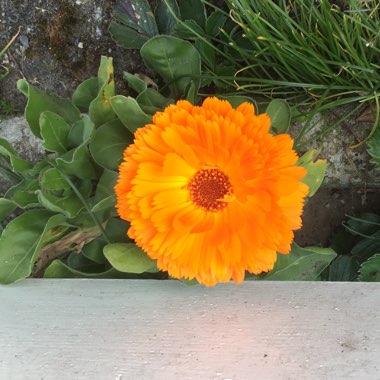 Calendula 'officinalis'