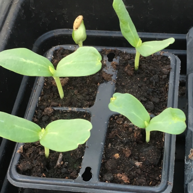 Plant image Cucumis Melo