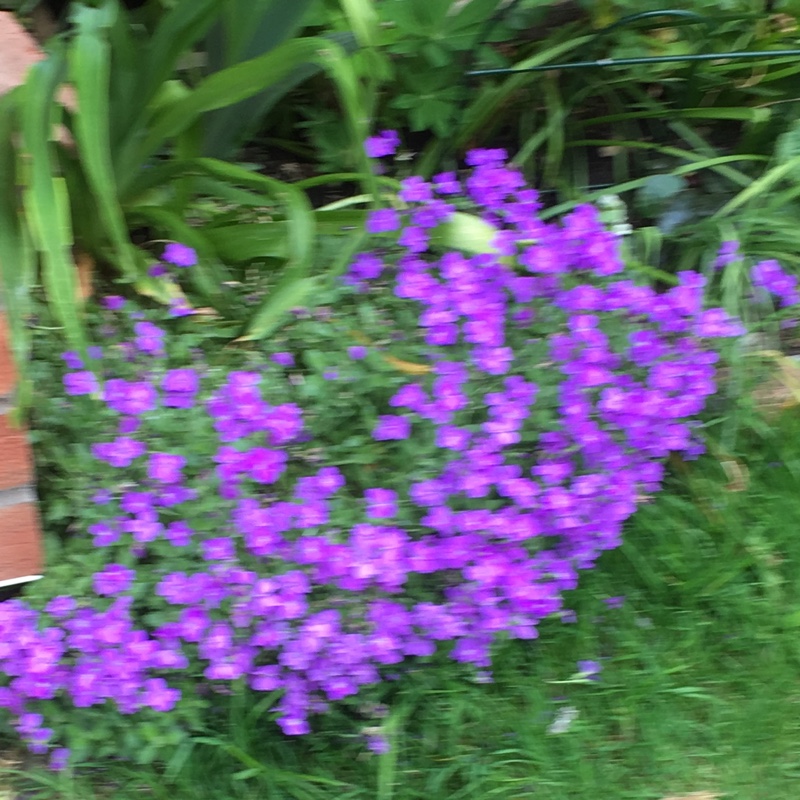 Plant image Aubrieta 'Purple Cascade'