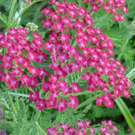 plant image 381508