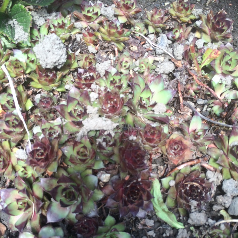 plant image 65963