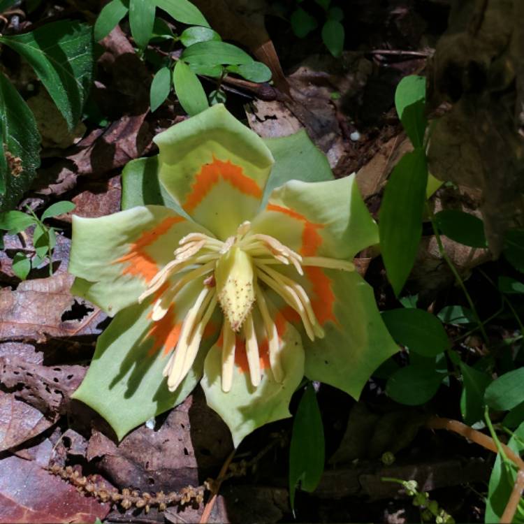 Plant image Liriodendron tulipifera