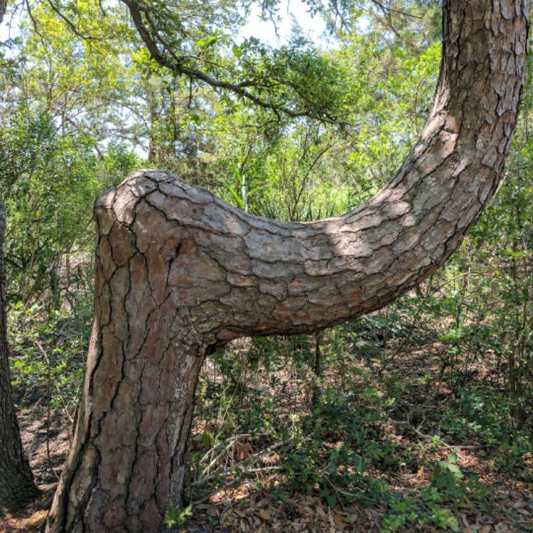 Plant image Pinus palustris