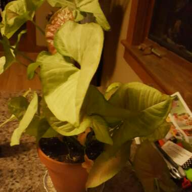 Syngonium podophyllum 'White Butterfly'