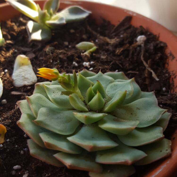 plant image 332636