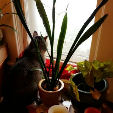 Snake Plant