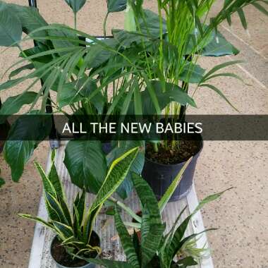 Spathiphyllum wallisii