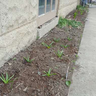 Angie's garden