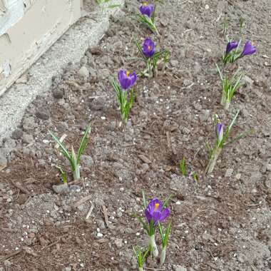 Angie's garden
