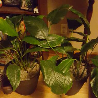 Peace Lily